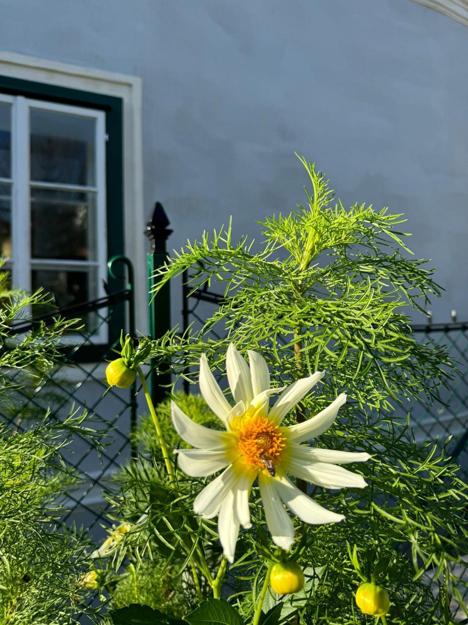 Podenhaus Bad Aussee Kültér fotó